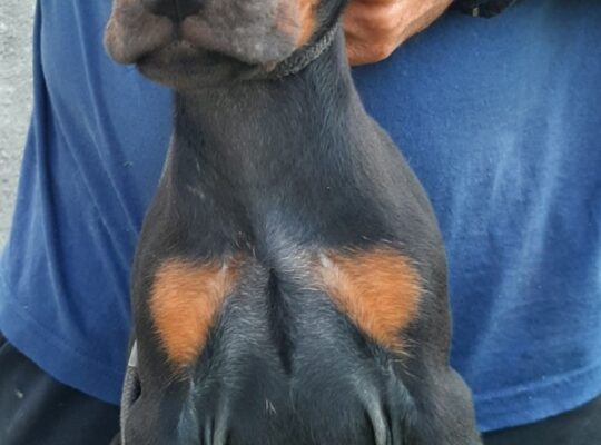 Doberman 
