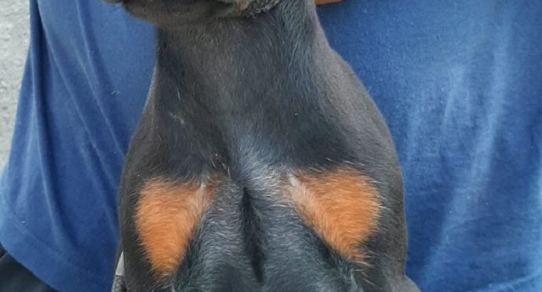 Doberman 