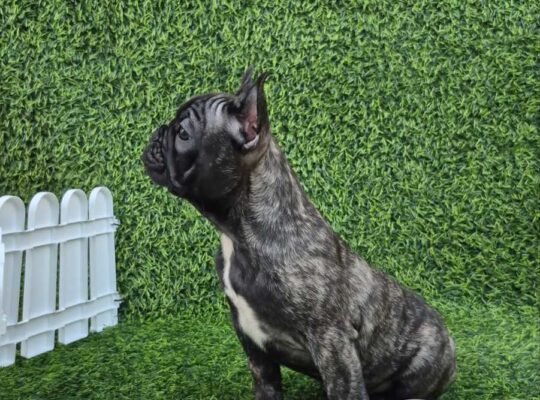 Francuski buldog 