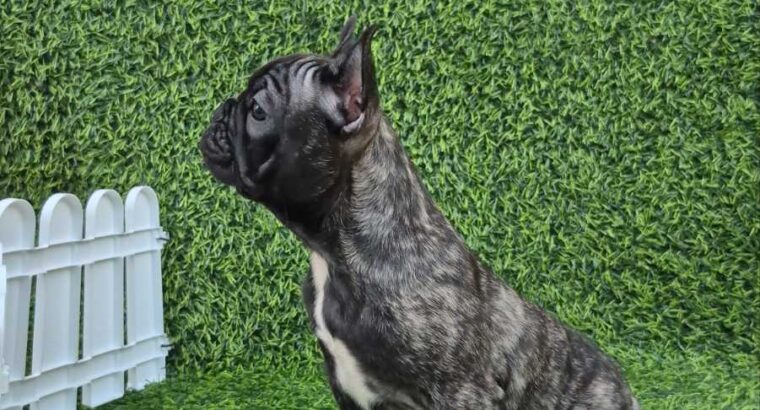 Francuski buldog 