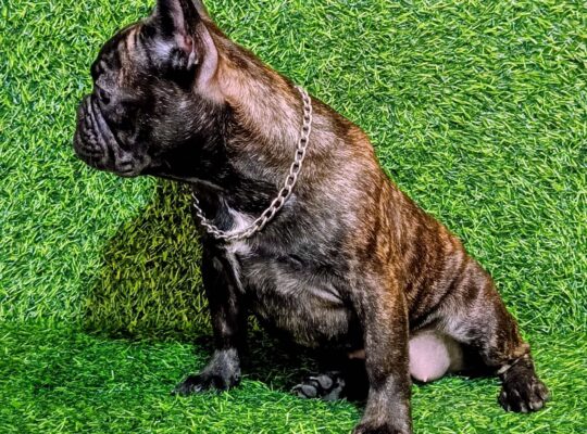 FRANCUSKI BULDOG – žensko štene