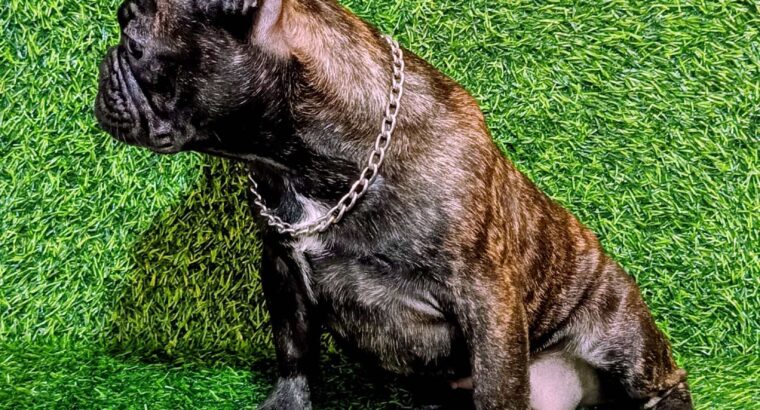 FRANCUSKI BULDOG – žensko štene