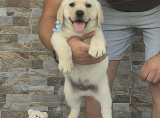 Labrador retriver štenci, prelepi