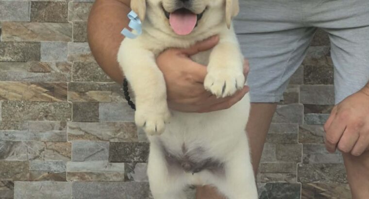 Labrador retriver štenci, prelepi