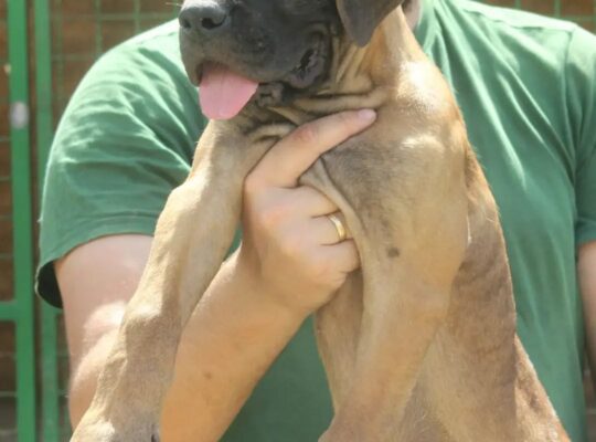 Cane Corso štenci