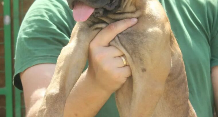 Cane Corso štenci
