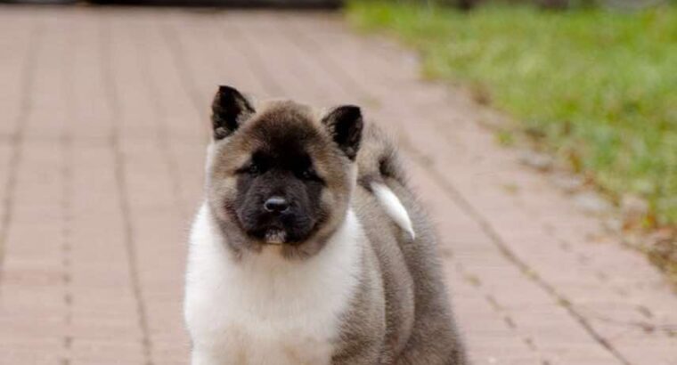Američka akita, štenad