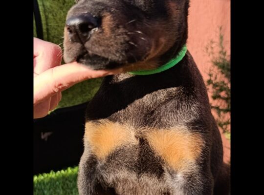 Doberman 