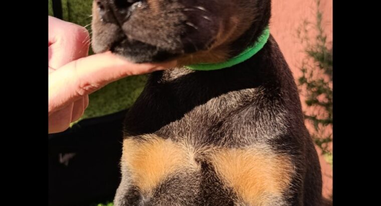 Doberman 