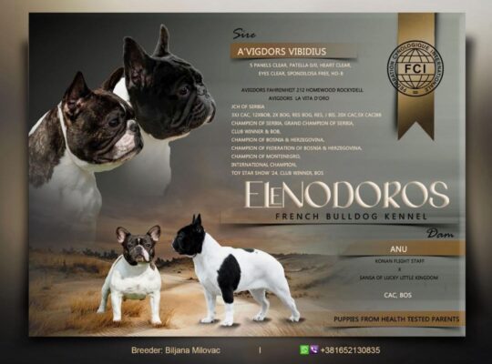 Vrhunski Francuski buldog – muško štene šampionskog porekla
