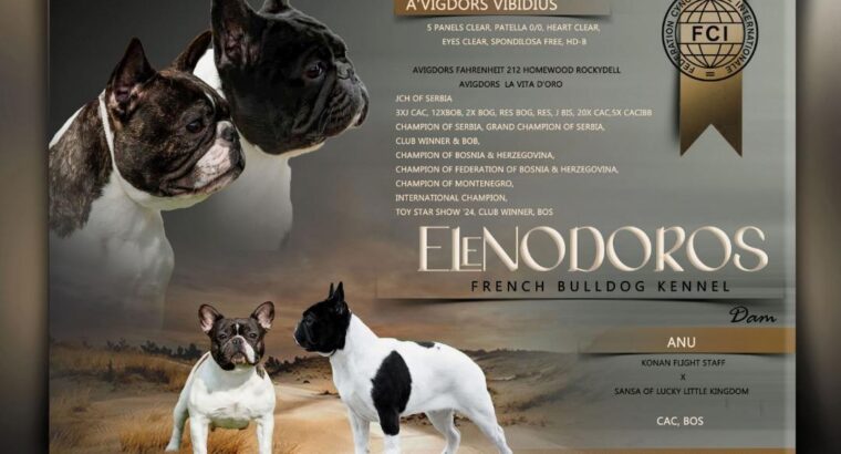 Vrhunski Francuski buldog – muško štene šampionskog porekla