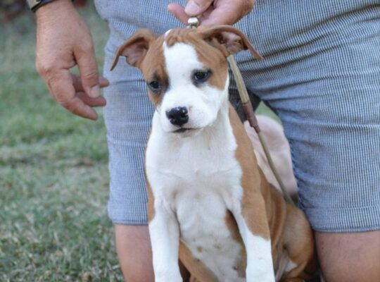 Ženka Američkog stafordskog terijera vrhunskog kvaliteta – Dolly Bell Kennel