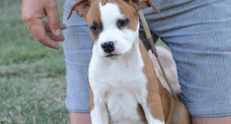 Ženka Američkog stafordskog terijera vrhunskog kvaliteta – Dolly Bell Kennel