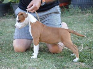 Ženka Američkog stafordskog terijera vrhunskog kvaliteta – Dolly Bell Kennel