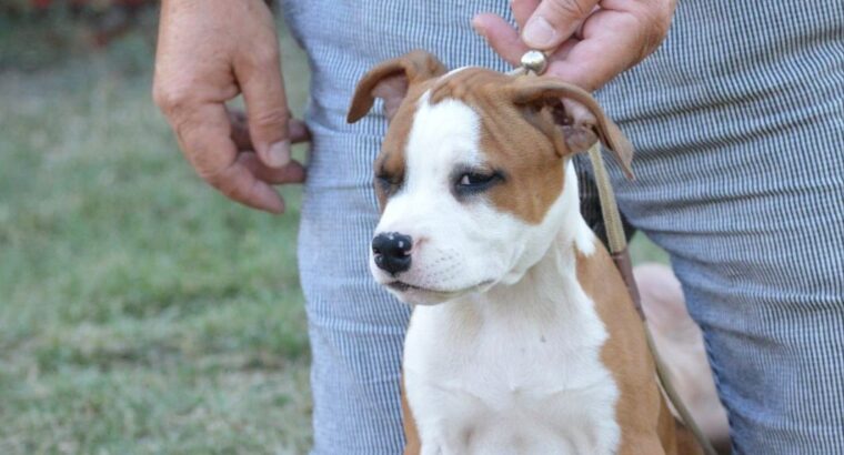 Ženka Američkog stafordskog terijera vrhunskog kvaliteta – Dolly Bell Kennel