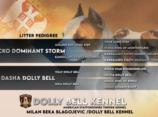 Ženka Američkog stafordskog terijera vrhunskog kvaliteta – Dolly Bell Kennel