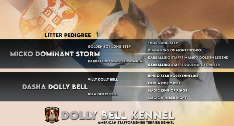 Ženka Američkog stafordskog terijera vrhunskog kvaliteta – Dolly Bell Kennel