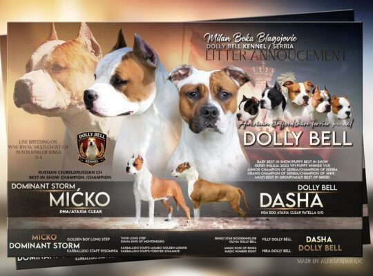 Ženka Američkog stafordskog terijera vrhunskog kvaliteta – Dolly Bell Kennel