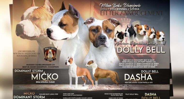 Ženka Američkog stafordskog terijera vrhunskog kvaliteta – Dolly Bell Kennel