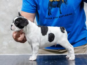 Vrhunski Francuski buldog – muško štene šampionskog porekla