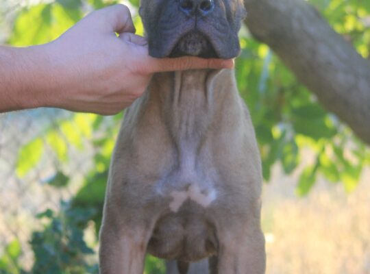 Cane Corso štenci