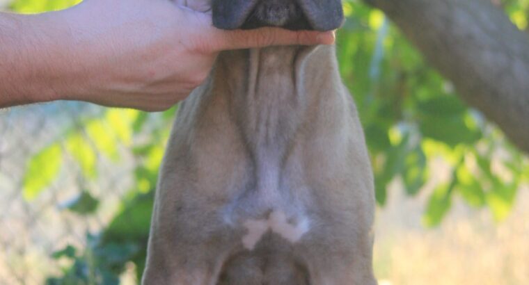 Cane Corso štenci