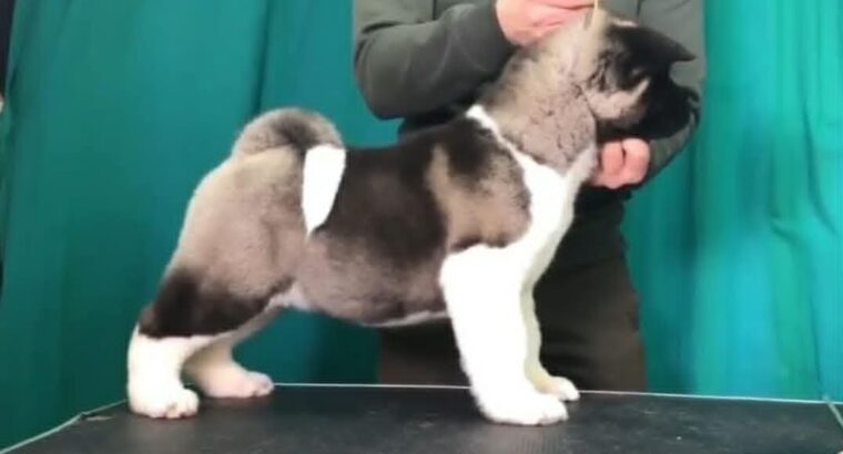 Američka akita, štenad