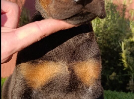 Doberman 