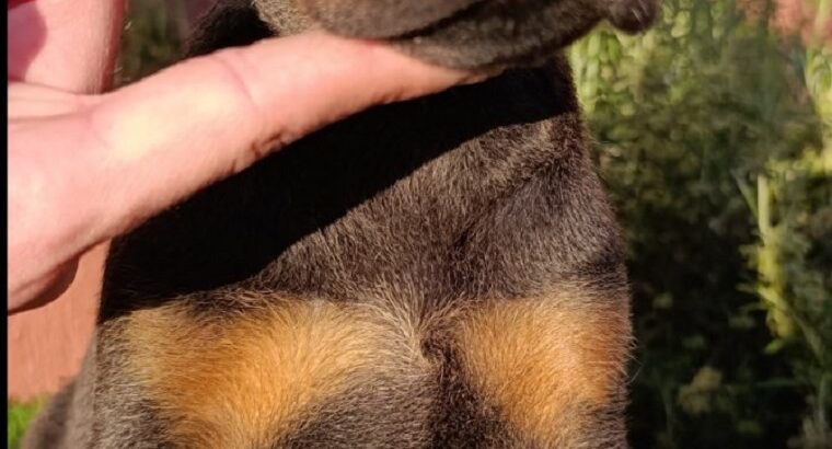 Doberman 