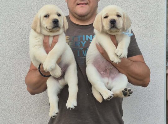 Labrador retriver štenci, prelepi