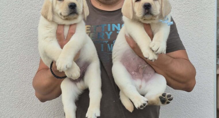 Labrador retriver štenci, prelepi