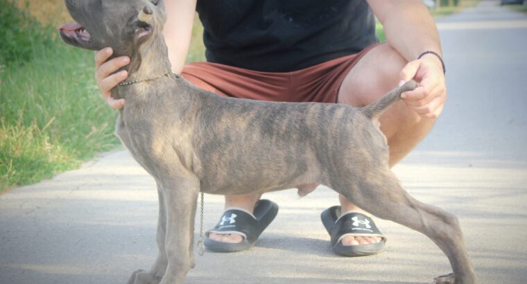 Cane Corso štenci