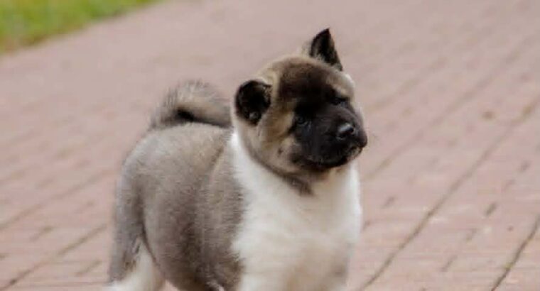 Američka akita, štenad