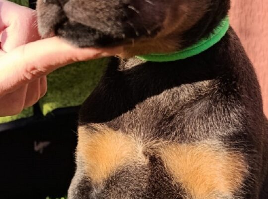 Doberman 