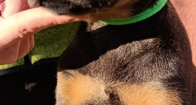 Doberman 