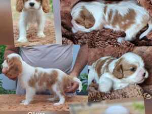 Vrhunski Cavalier King Charls Spaniel oba pola