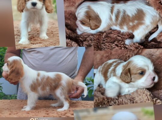 Vrhunski Cavalier King Charls Spaniel oba pola