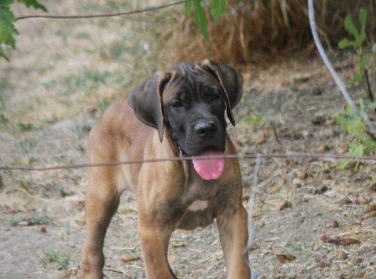 Cane Corso štenci