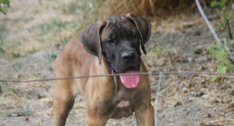 Cane Corso štenci