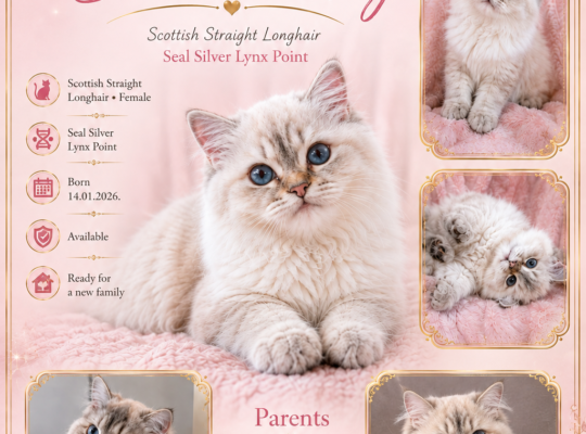 Scottish straight longhair mace