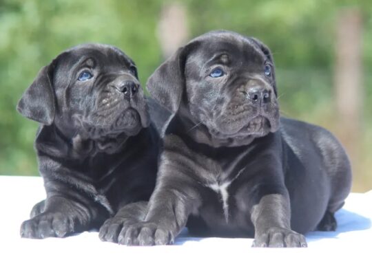 Cane Corso štenci