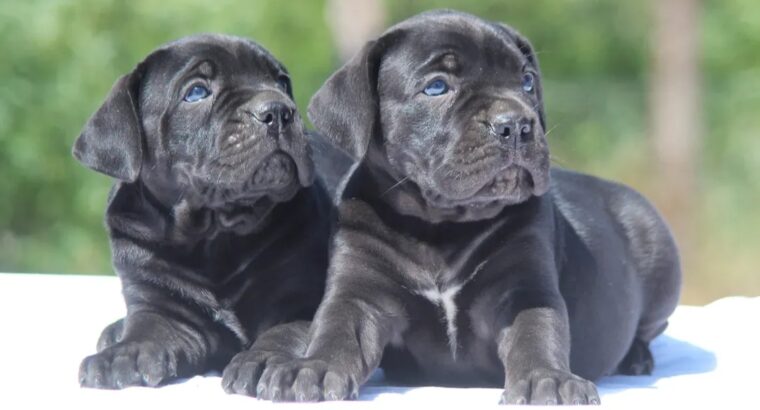 Cane Corso štenci