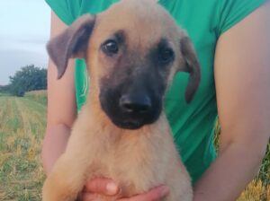 Štenci iz njiva traže domove