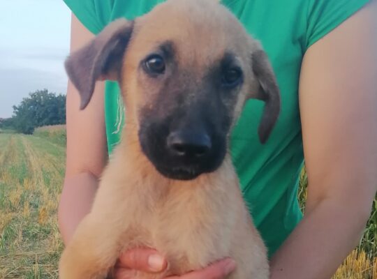Štenci iz njiva traže domove