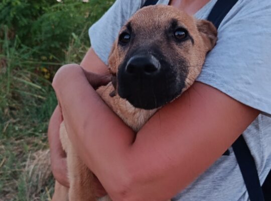 Štenci iz njiva traže domove