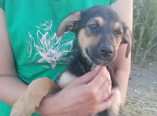Štenci iz njiva traže domove