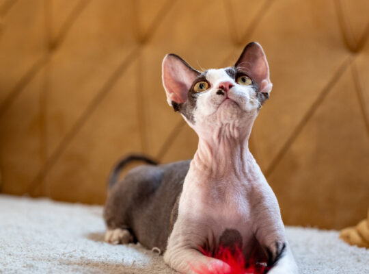 Devon Rex mačak na prodaju