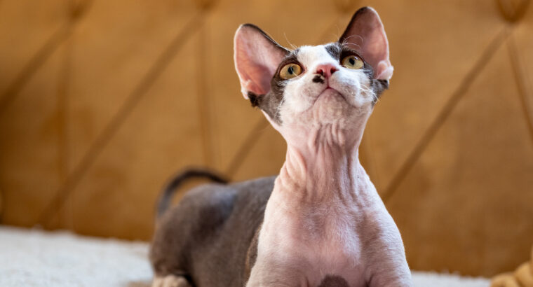Devon Rex mačak na prodaju