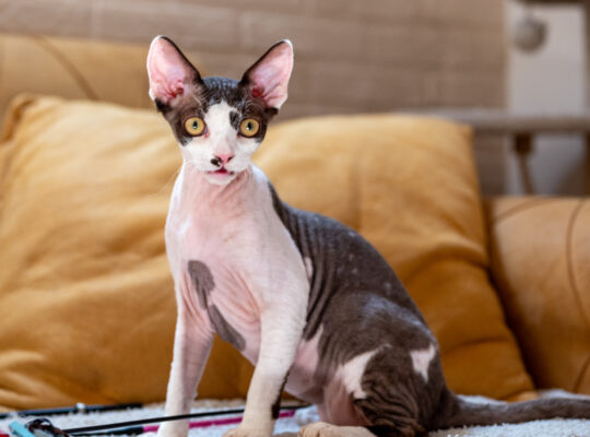 Devon Rex mačak na prodaju