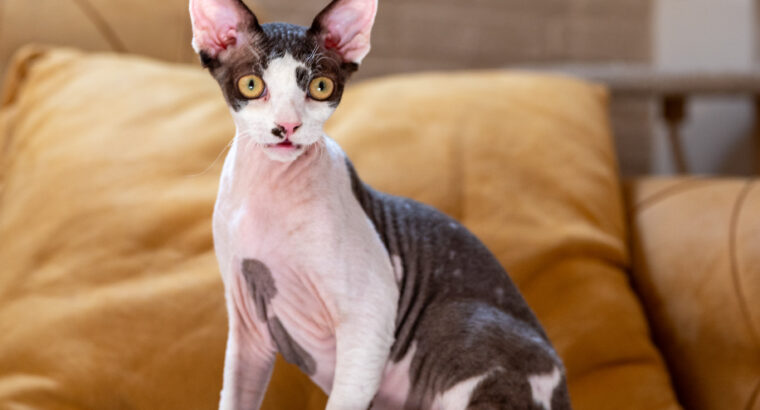 Devon Rex mačak na prodaju